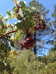 Arctostaphylos pringlei drupacea