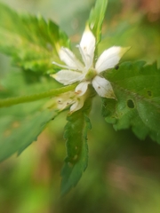 Magnoliopsida