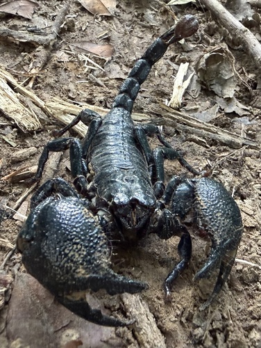 Common Emperor Scorpion