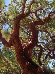 Arctostaphylos pringlei drupacea