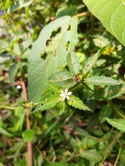 Magnoliopsida