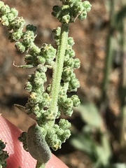 Chenopodium phillipsianum