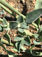 Chenopodium phillipsianum