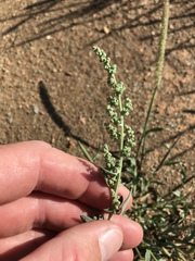 Chenopodium phillipsianum