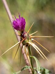 Centaurea iberica