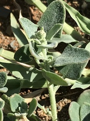 Chenopodium phillipsianum