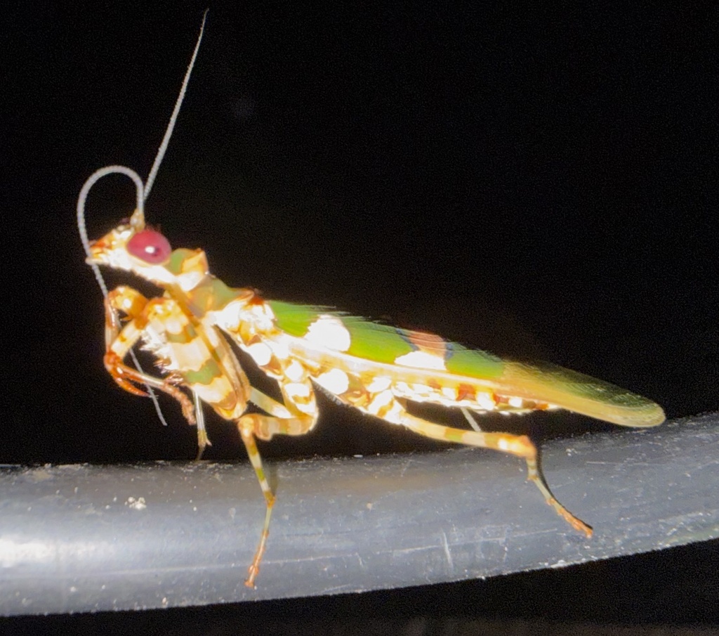 Chlidonoptera chopardi