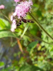 Arctiinae