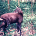 Saola - Photo (c) Silviculture, some rights reserved (CC BY-SA)