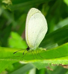 Eurema elathea flavescens