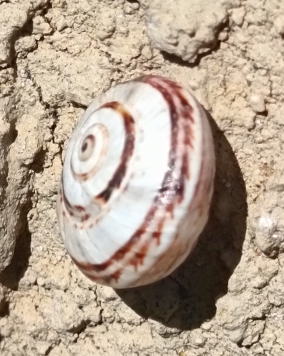 Theba pisana pisana