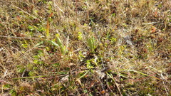 Brachystele unilateralis