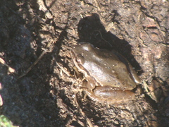 Hyla eximia