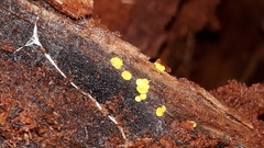 Bisporella subpallida