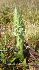 Brachystele unilateralis