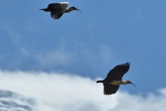 Theristicus branickii