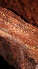 Bisporella subpallida