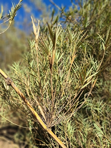 Chusquea cumingii, photograph 3