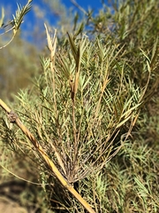 Chusquea cumingii, photograph (c) Álvaro Ibaceta R., some rights reserved (CC BY)