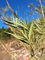 Chusquea cumingii, photograph (c) Álvaro Ibaceta R., some rights reserved (CC BY)