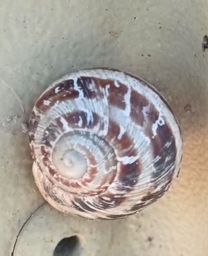 Cornu aspersum