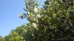 Eucryphia cordifolia