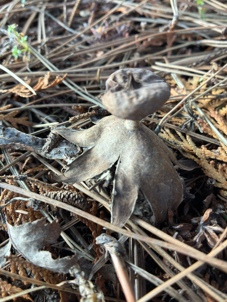Geastrum striatum
