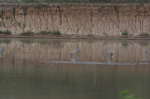 Grey Heron
