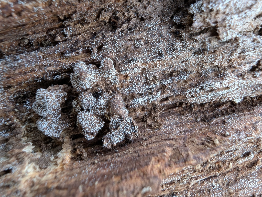 Henningsomyces candidus · March 2026 · photo: © atsushi_nakajima_cirque (iNaturalist, cc-by)