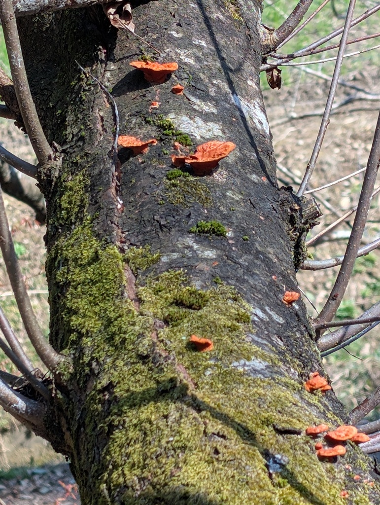 Trametes coccinea · March 2026 · photo: © atsushi_nakajima_cirque (iNaturalist, cc-by)