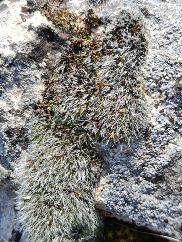 Grimmia crinita, 2026-03-23