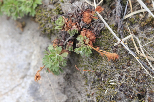 fuegian saxifrage (Saxifraga magellanica)