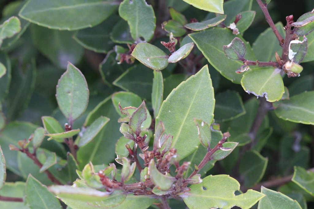 Maytenus magellanica; photograph author not stated, no rights reserved