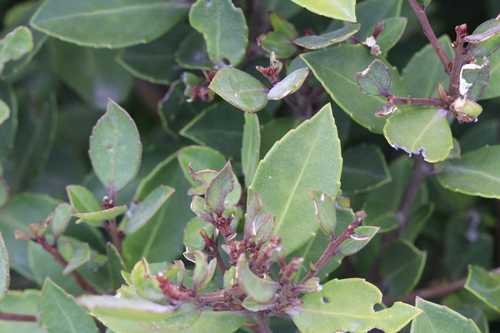 Magellanic mayten (Maytenus magellanica)