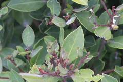 Maytenus magellanica