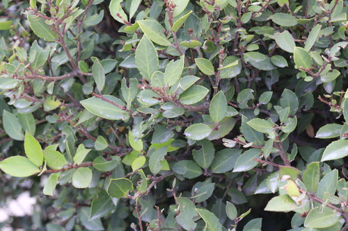 Maytenus magellanica, photograph 2