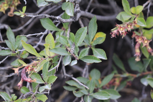 Maytenus magellanica, photograph 6