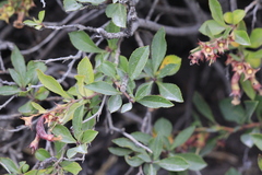 Maytenus magellanica, photograph author not stated, no rights reserved