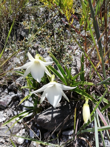Angraecum protensum