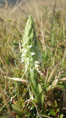 Brachystele unilateralis