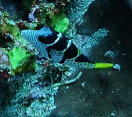 Canthigaster valentini