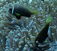 Amphiprion nigripes