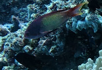 Pseudanthias squamipinnis