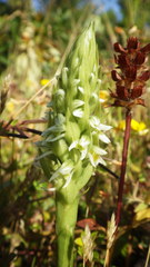 Brachystele unilateralis