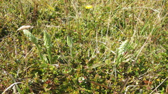 Brachystele unilateralis