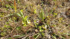 Brachystele unilateralis