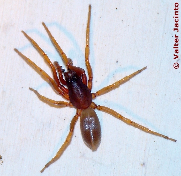 Dysdera alentejana