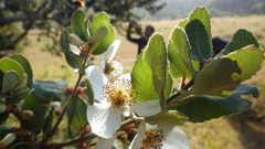 Eucryphia cordifolia