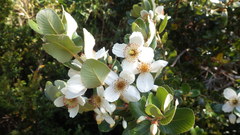 Eucryphia cordifolia