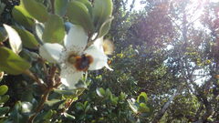 Eucryphia cordifolia